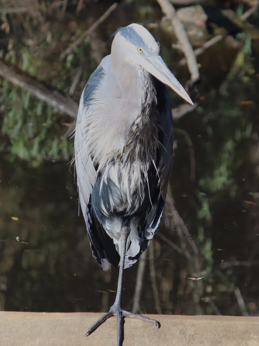 Great Blue Heron - ML644544474