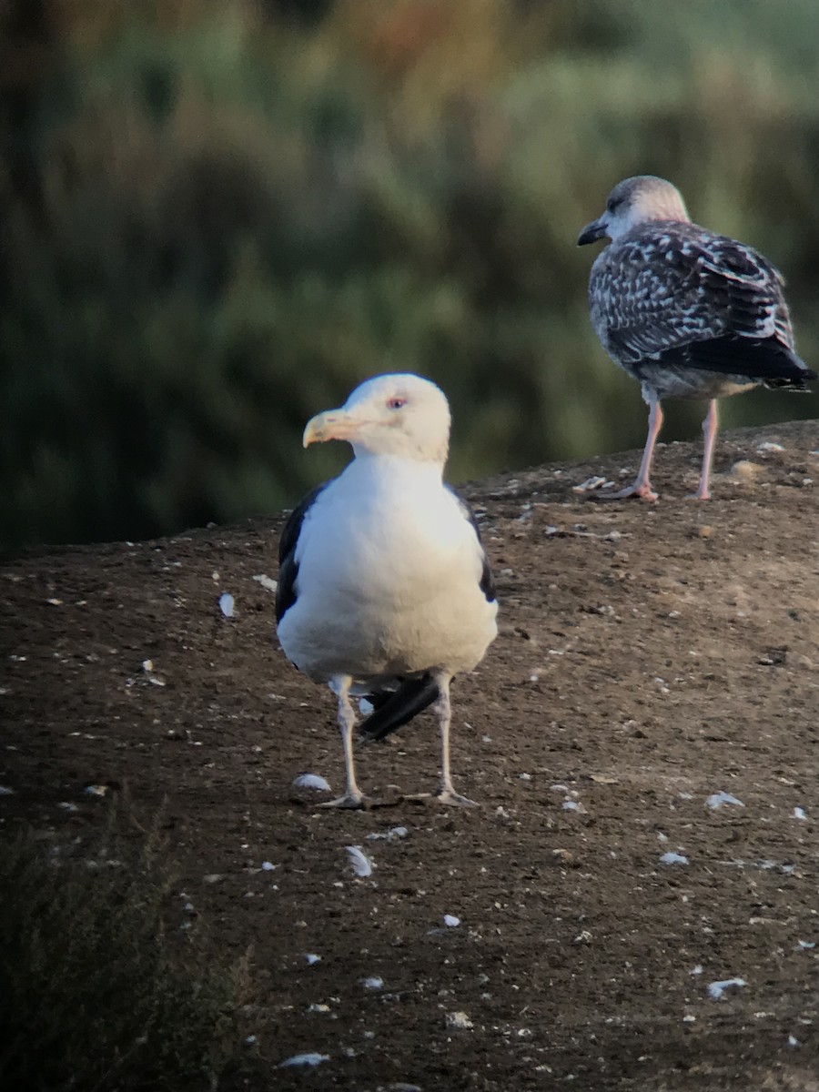 Gavión Atlántico - ML644544493