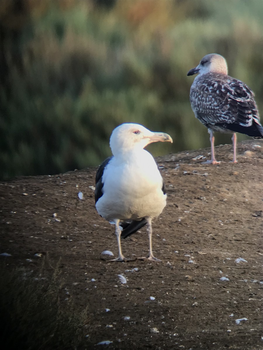 Gavión Atlántico - ML644544494