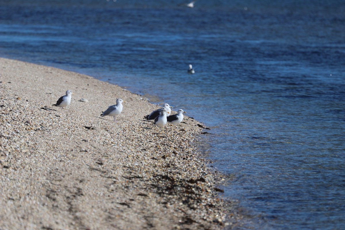 Kara Sırtlı Martı - ML644544497