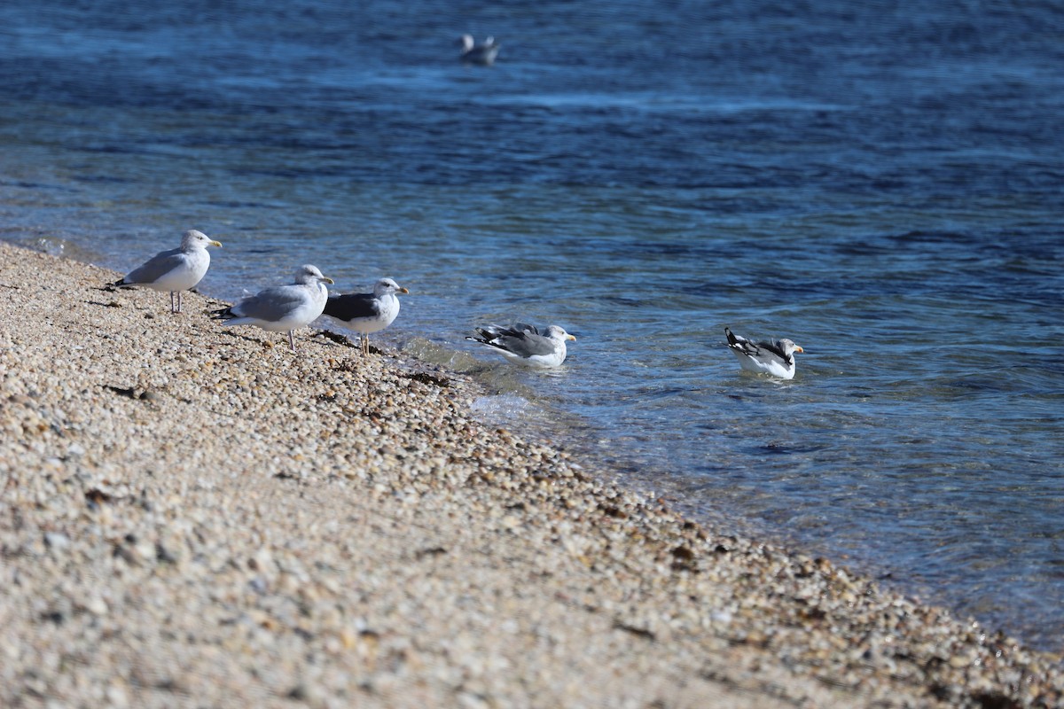 Kara Sırtlı Martı - ML644544498