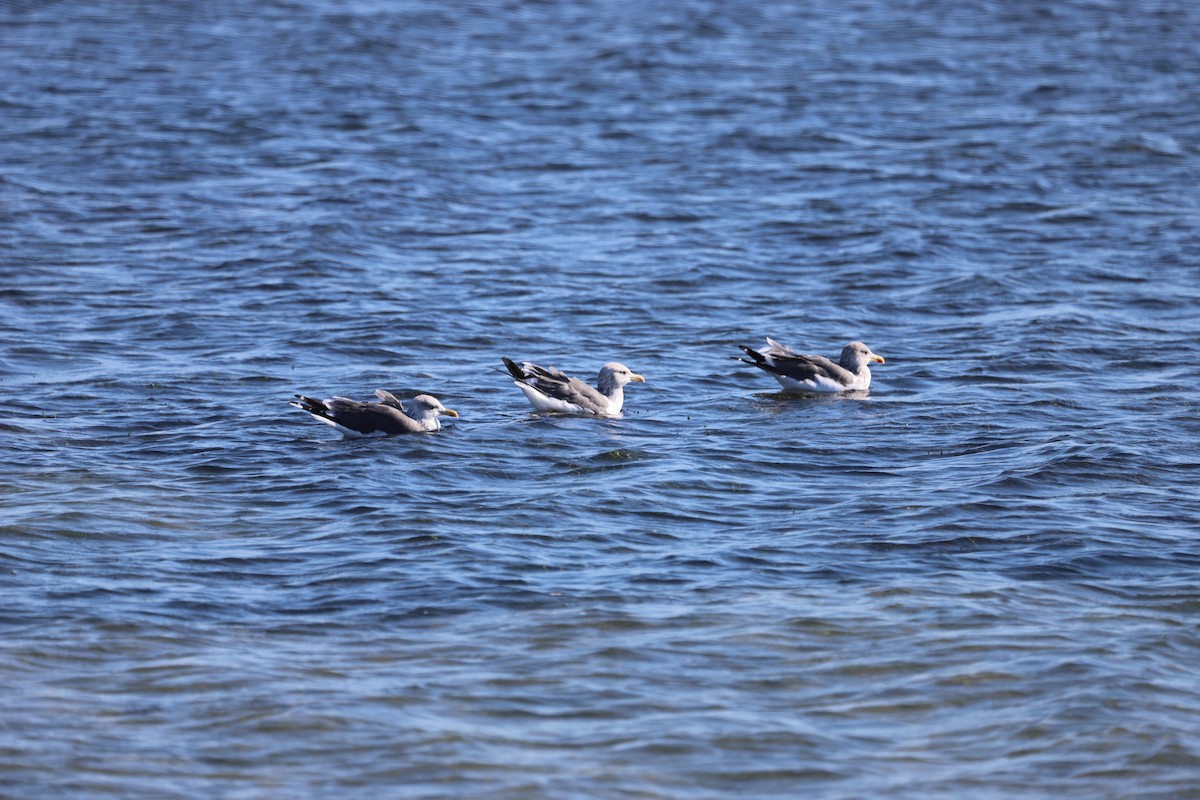 Kara Sırtlı Martı - ML644544499