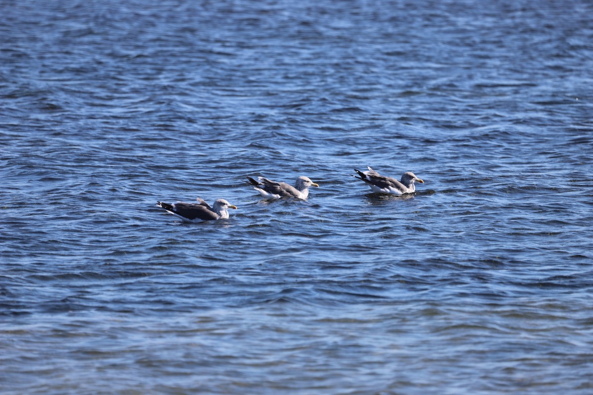 Kara Sırtlı Martı - ML644544500