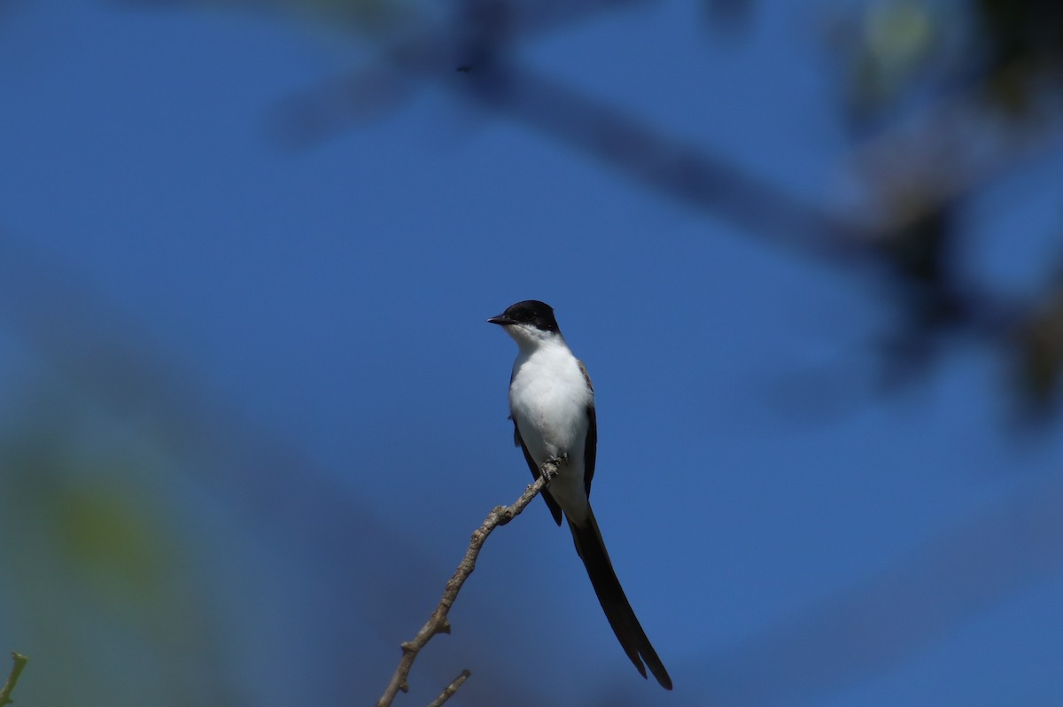Fork-tailed Flycatcher - ML644544503