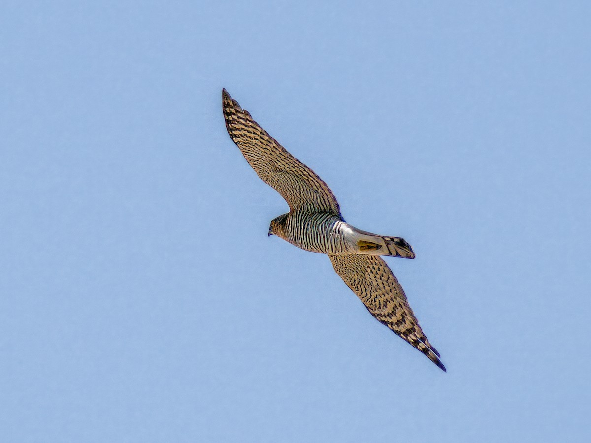 Sperber - ML644544506