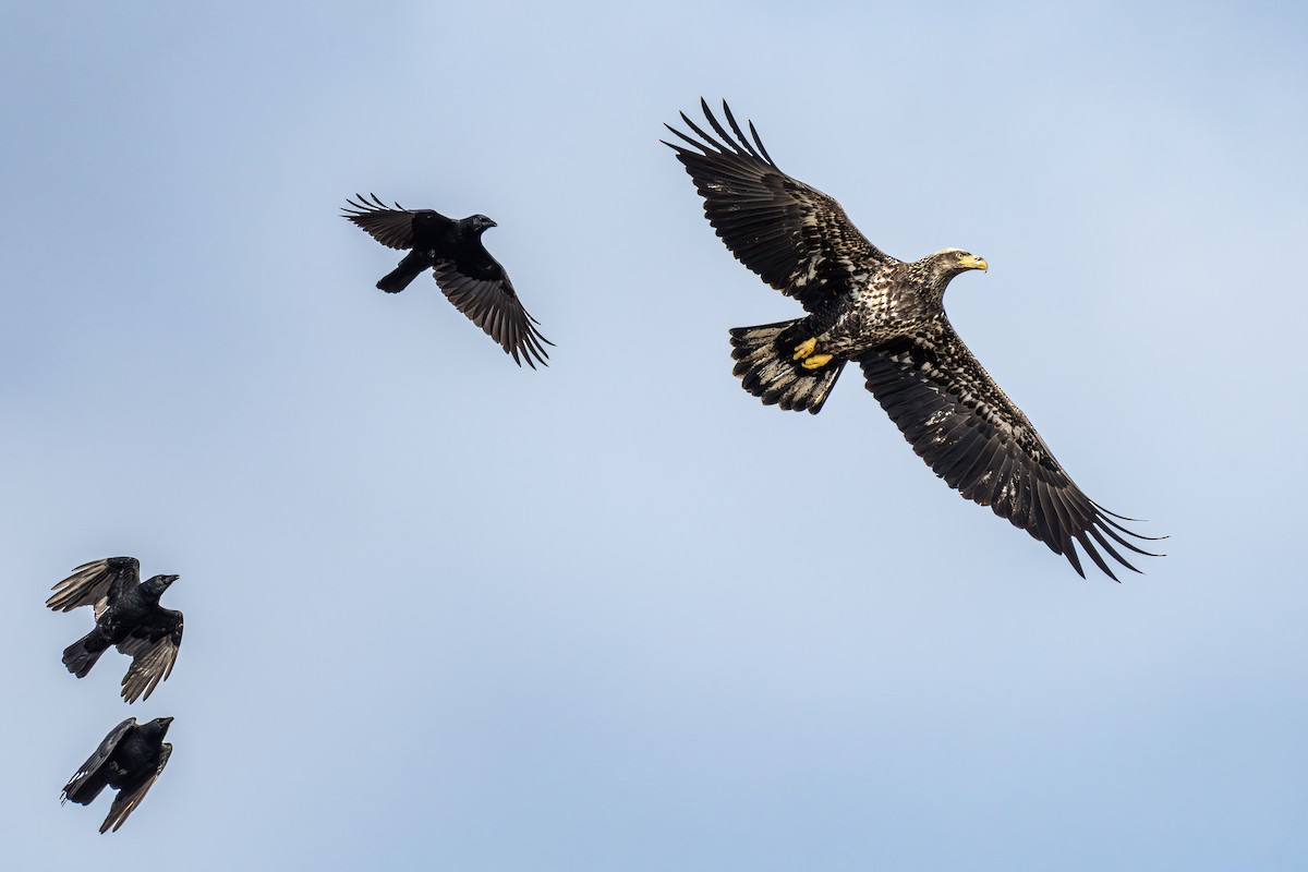 Bald Eagle - ML644544508