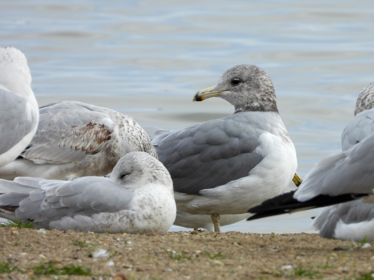 California Gull - ML644544510