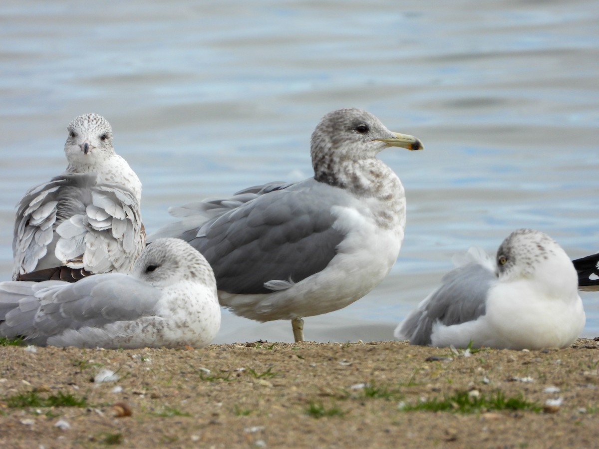 California Gull - ML644544511