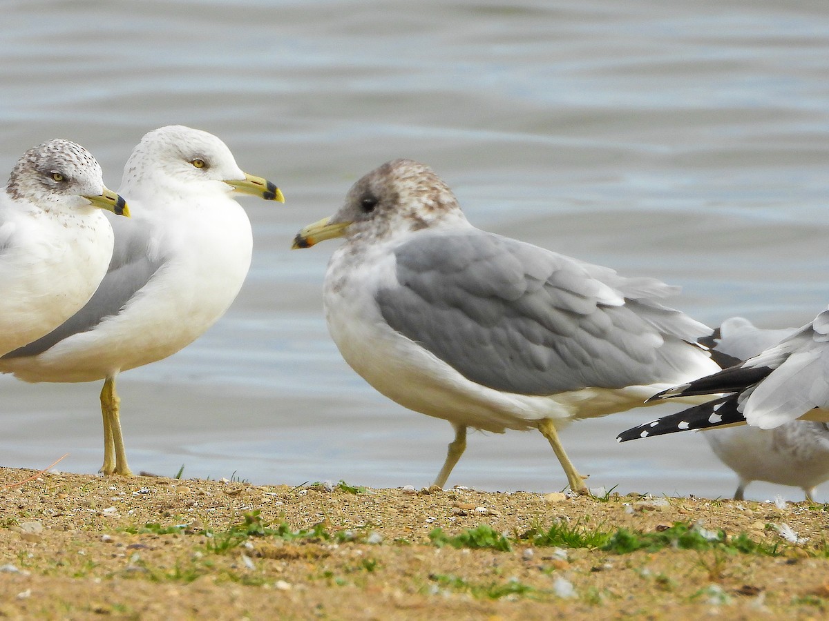 California Gull - ML644544512
