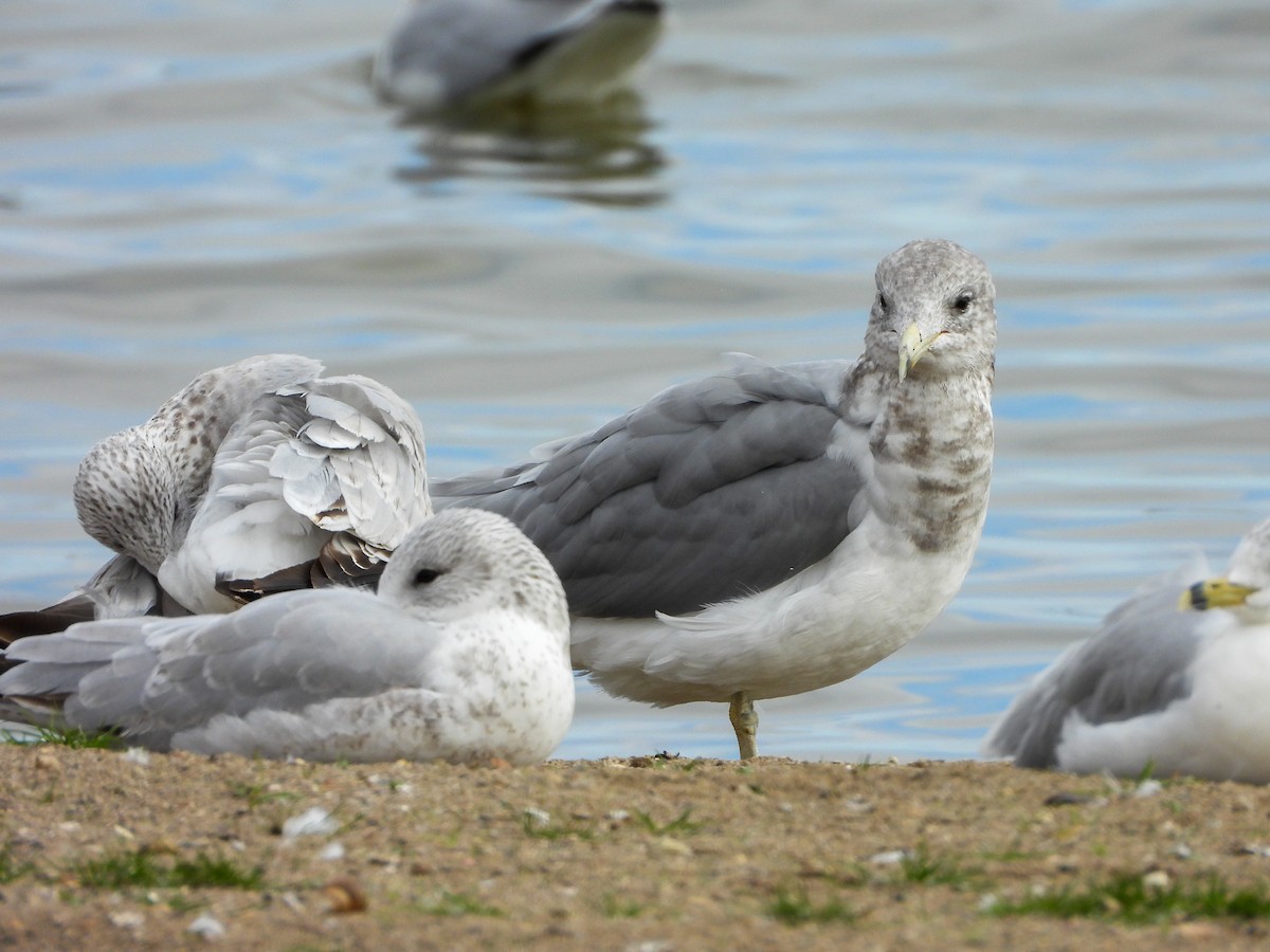 California Gull - ML644544513