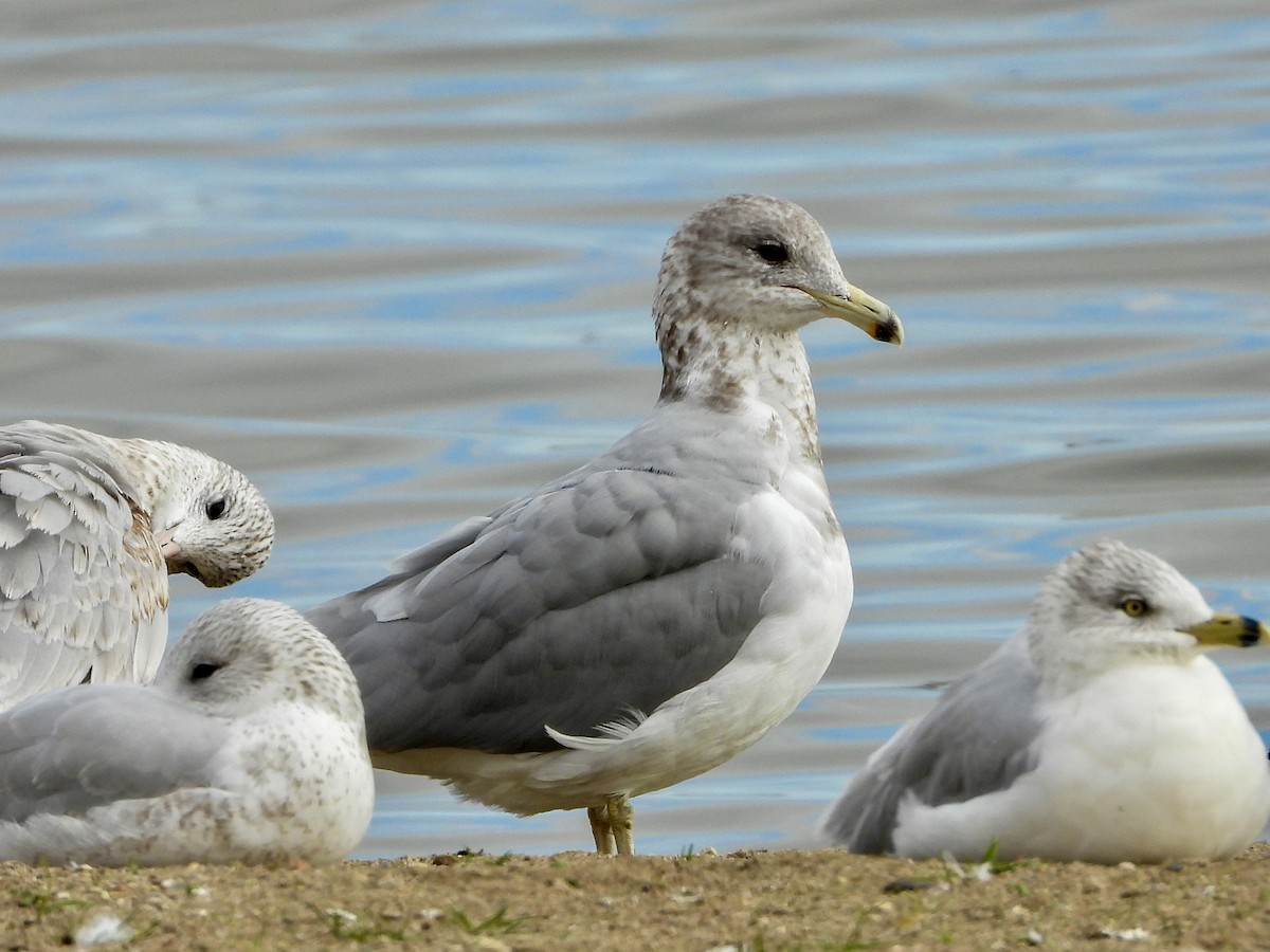 California Gull - ML644544514