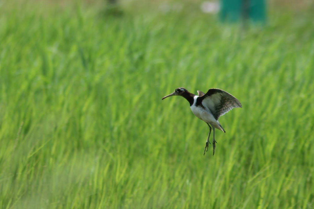 彩鷸 - ML644544517