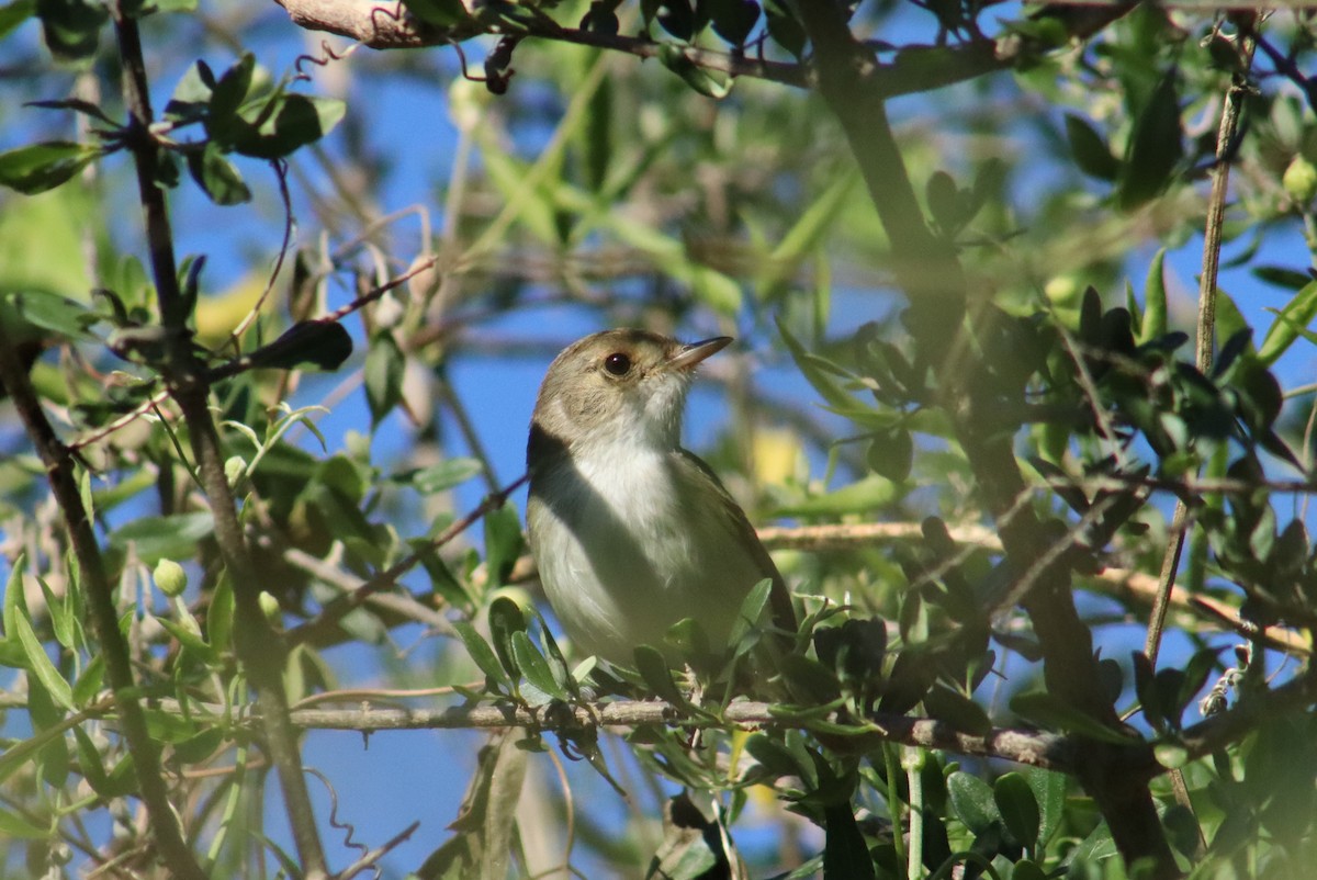 Fulvous-crowned Scrub-Tyrant - ML644544520