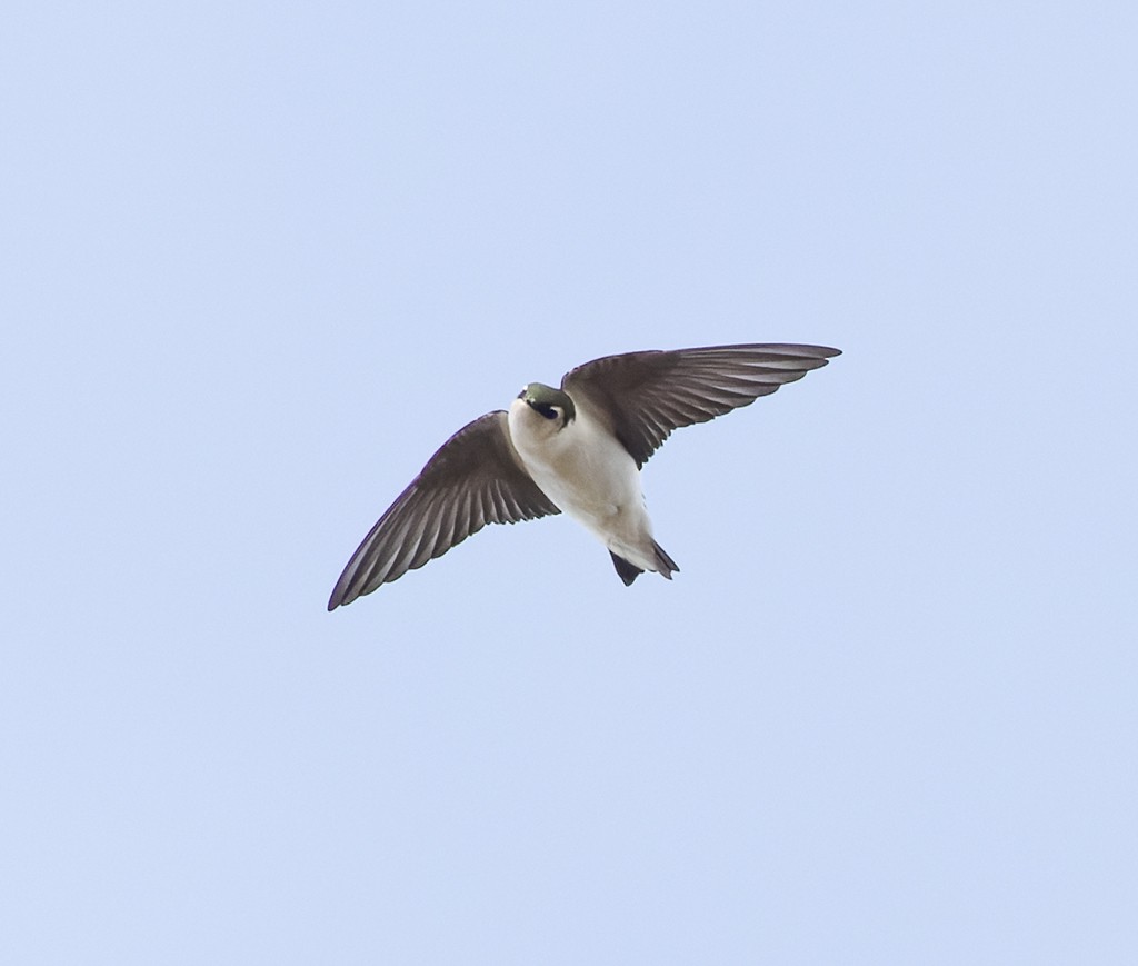 Violet-green Swallow - ML644544545