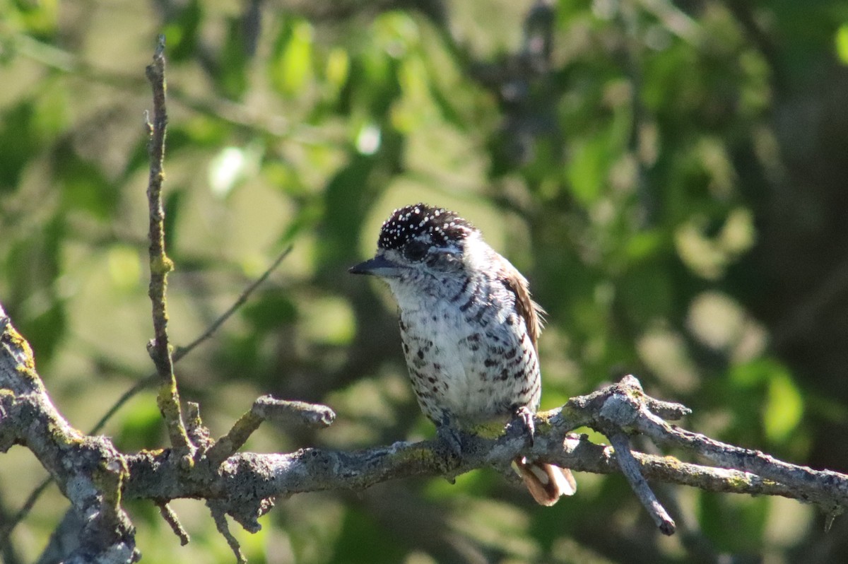 Carpinterito Variable - ML644544547