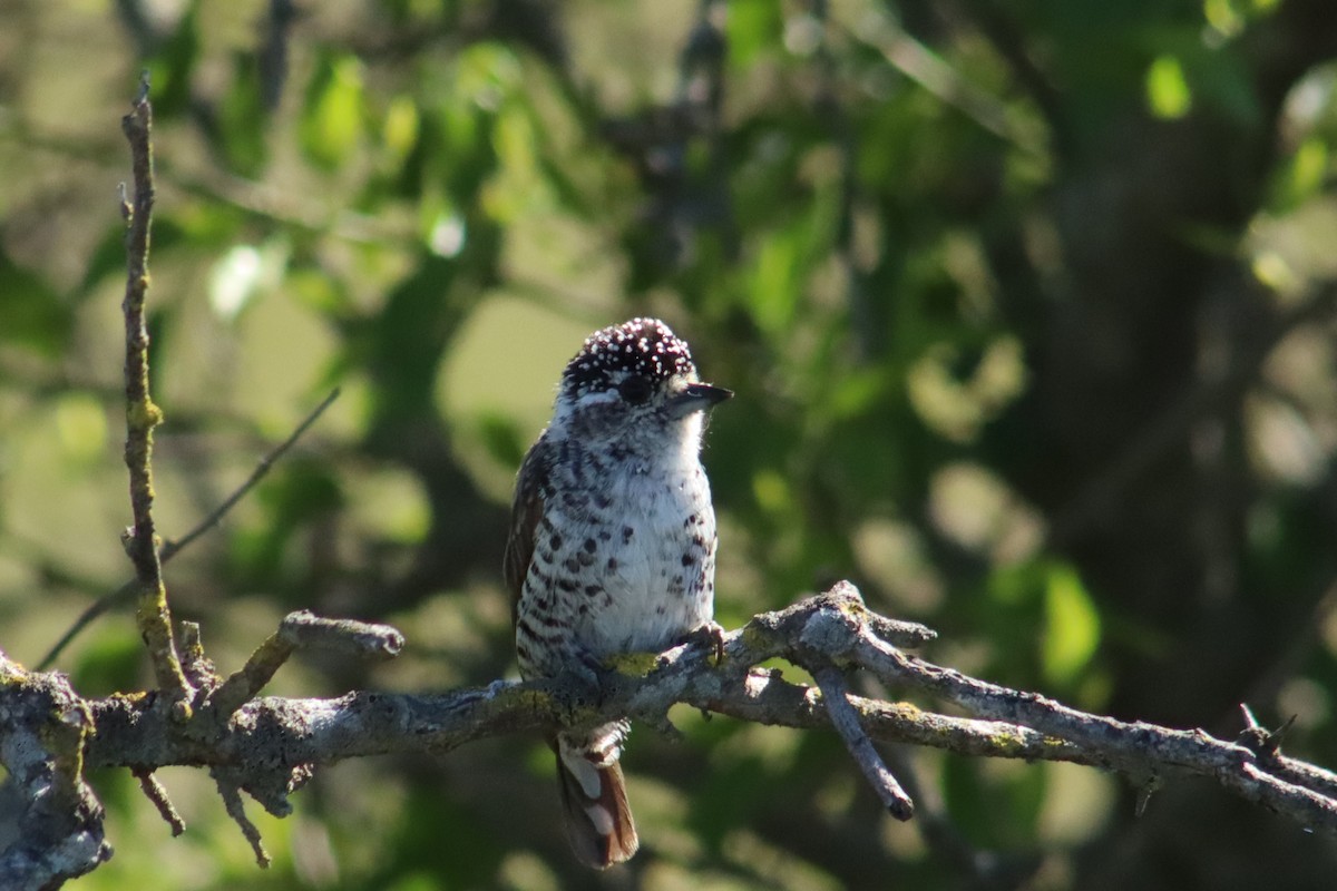 Carpinterito Variable - ML644544548