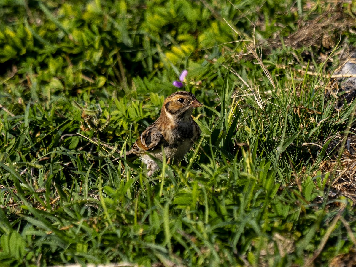 Lapland Longspur - ML644544551