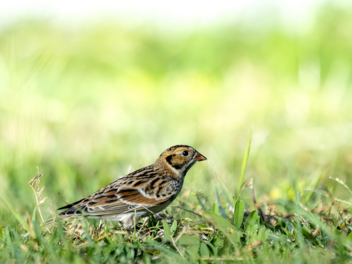 Lapland Longspur - ML644544552