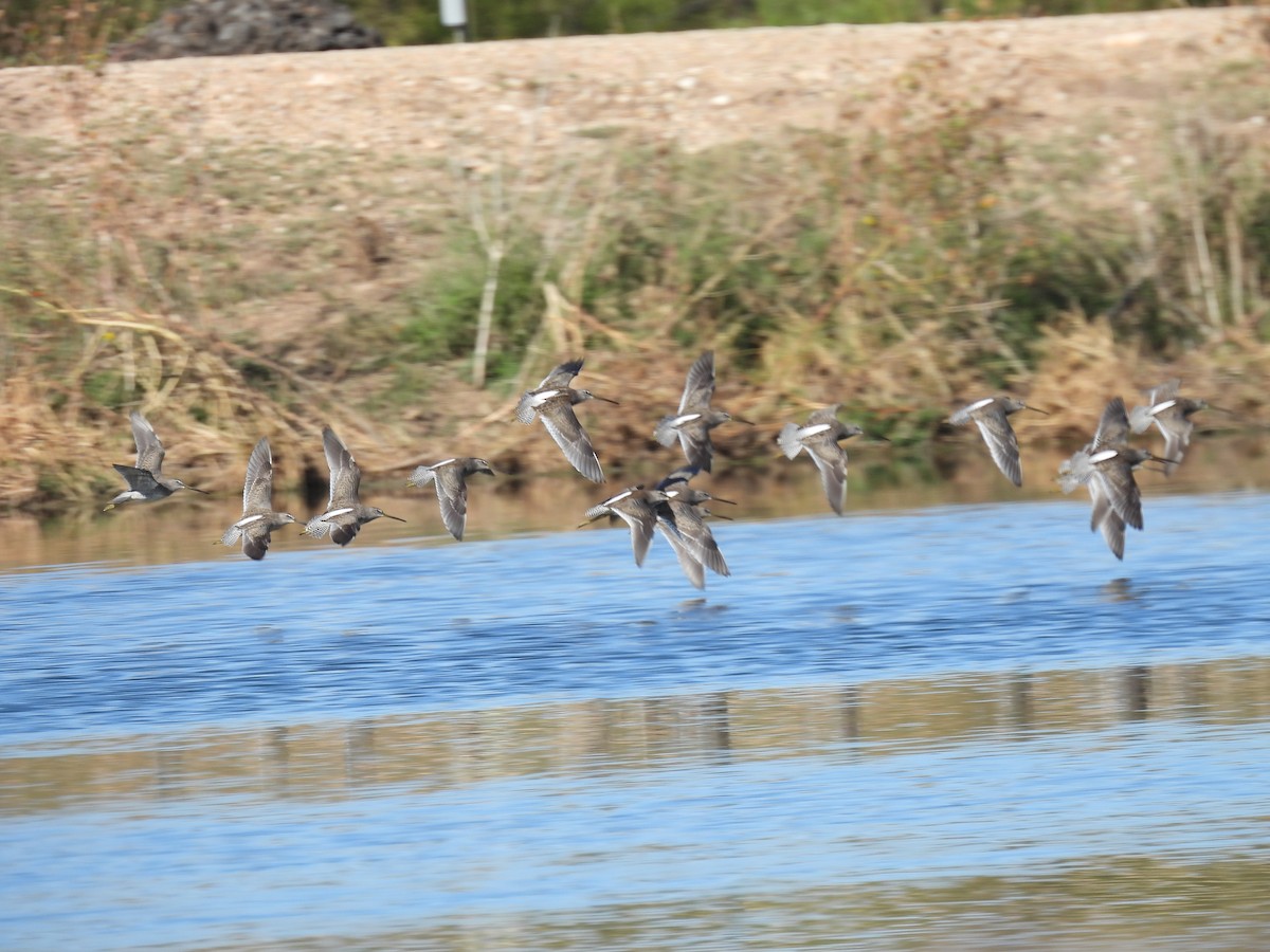 Long-billed Dowitcher - ML644544563
