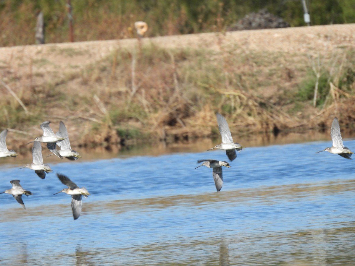 Long-billed Dowitcher - ML644544564