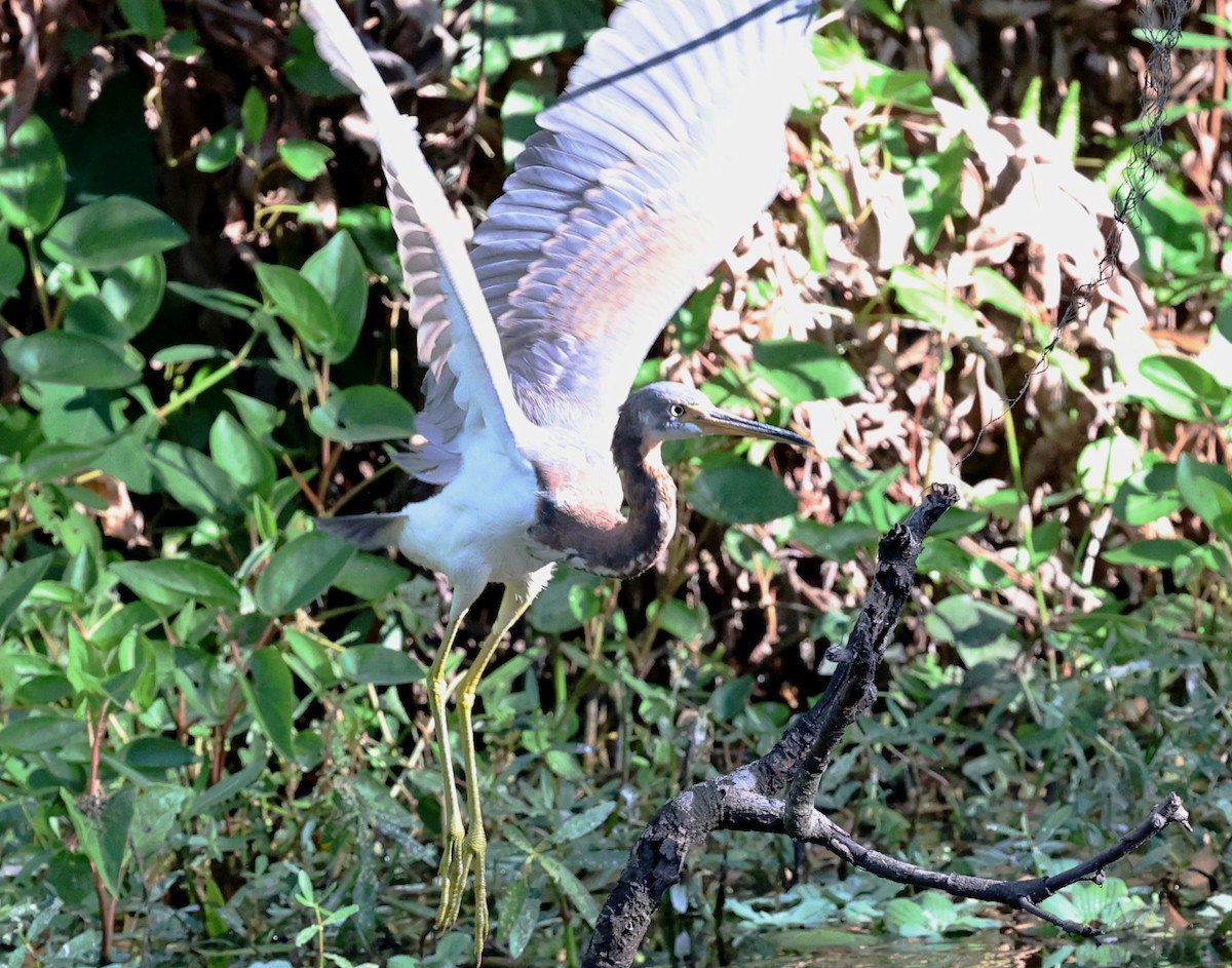 Garceta Tricolor - ML644544569