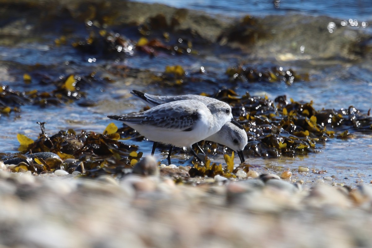 Sanderling - ML644544571