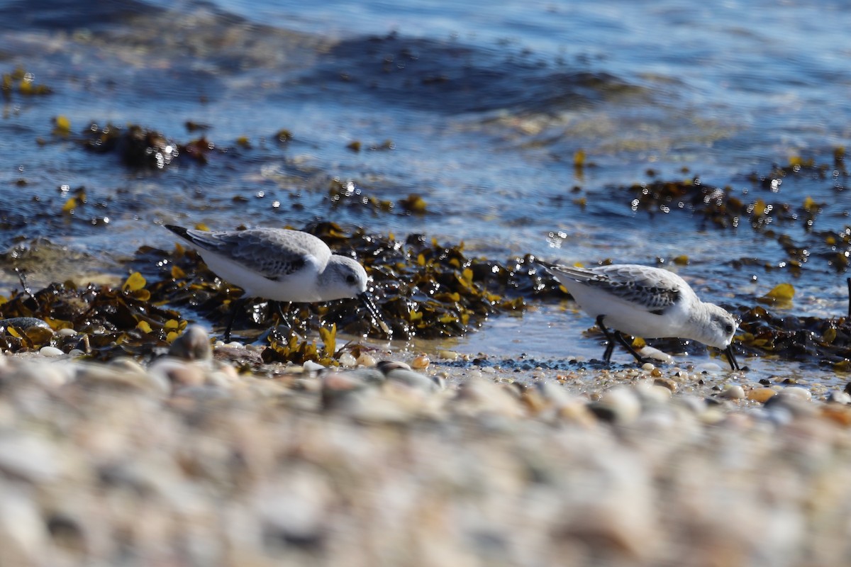 Sanderling - ML644544572