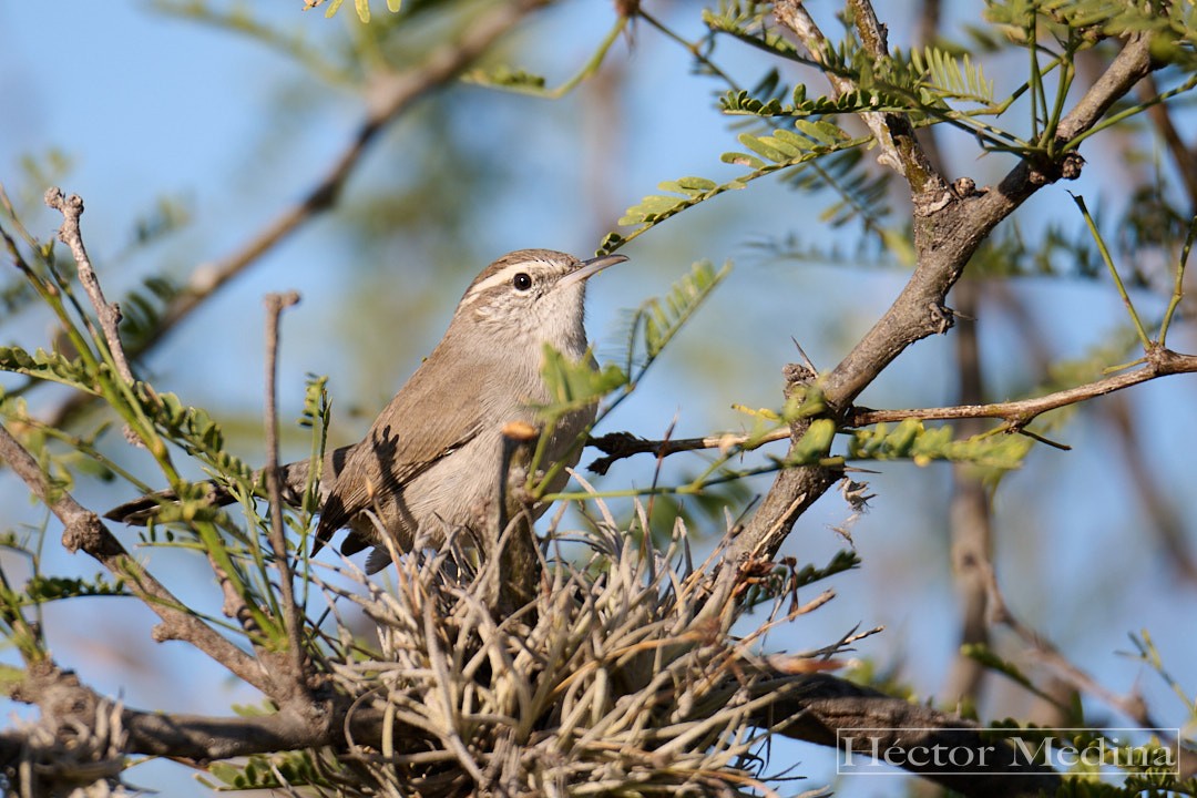 Bewick's Wren - ML644544573