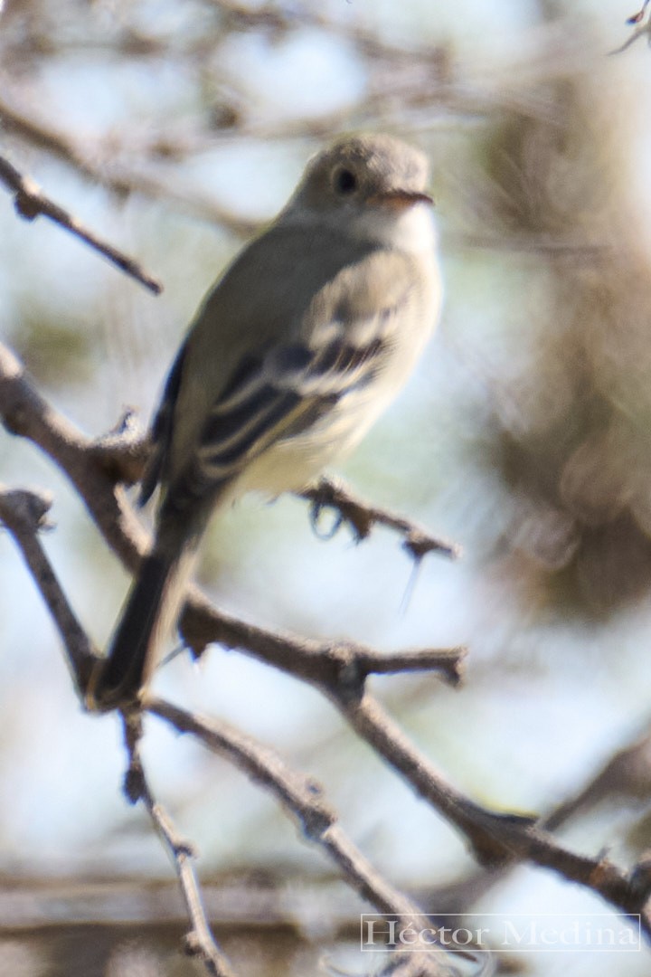 Moucherolle gris - ML644544594