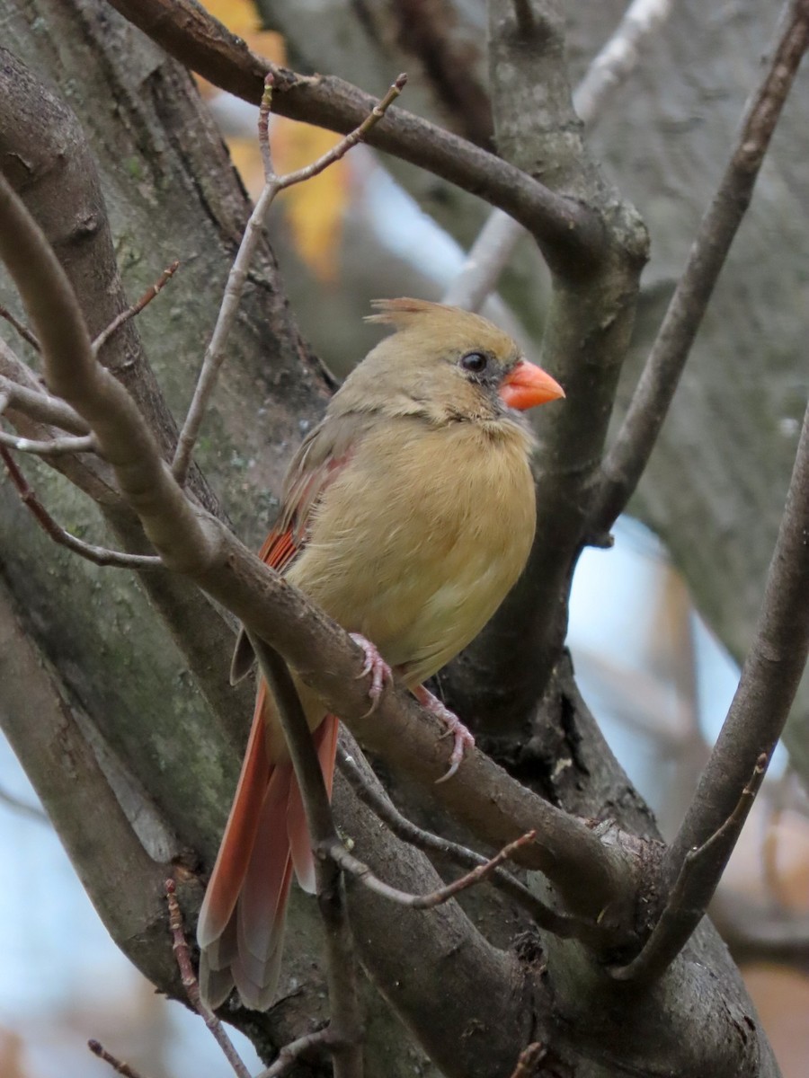 Northern Cardinal - ML644544601
