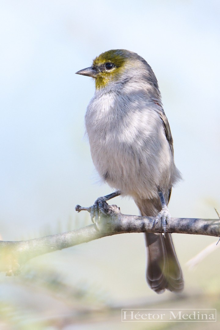 Verdin - ML644544602