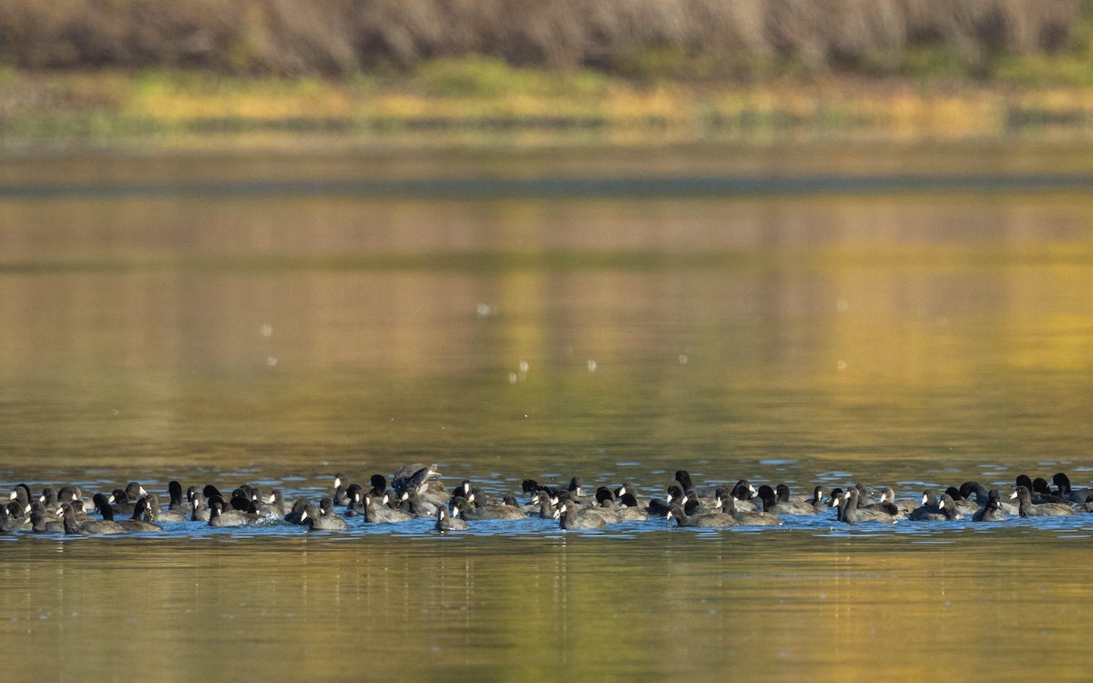 American Coot - ML644544604
