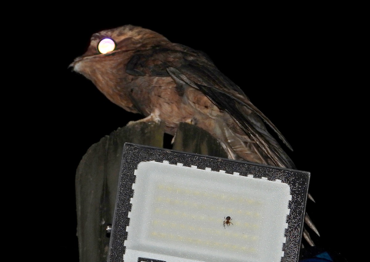 potu obecný - ML644544607