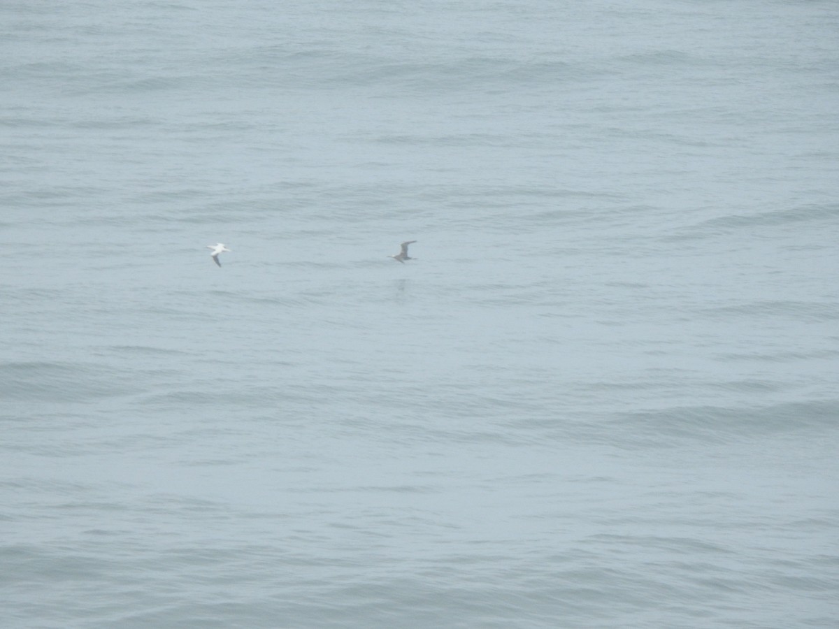 Сула атлантична - ML644544609