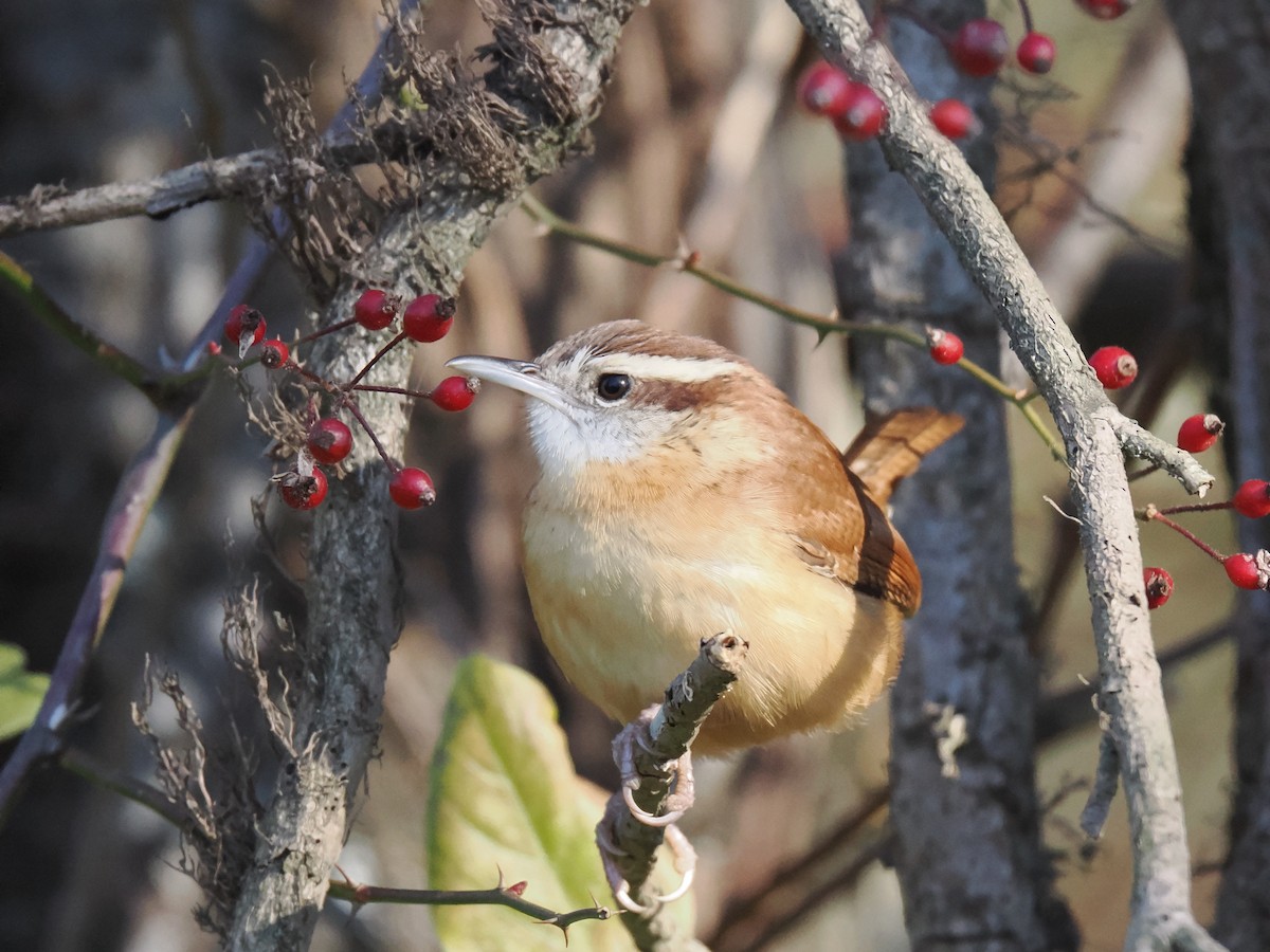 Carolina Wren - ML644544618