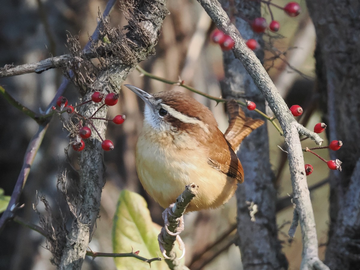 Carolina Wren - ML644544621