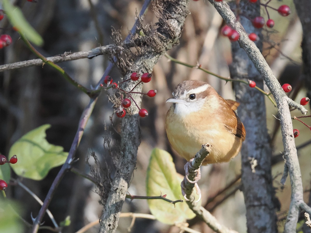 Carolina Wren - ML644544623