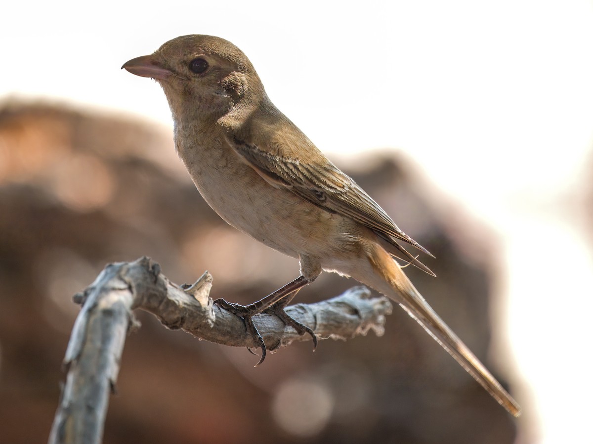 Rotschwanzwürger - ML644544625