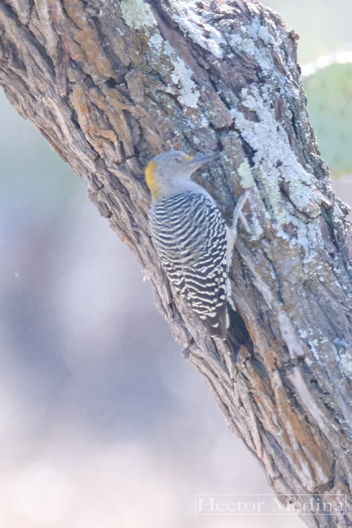 Golden-fronted Woodpecker - ML644544628