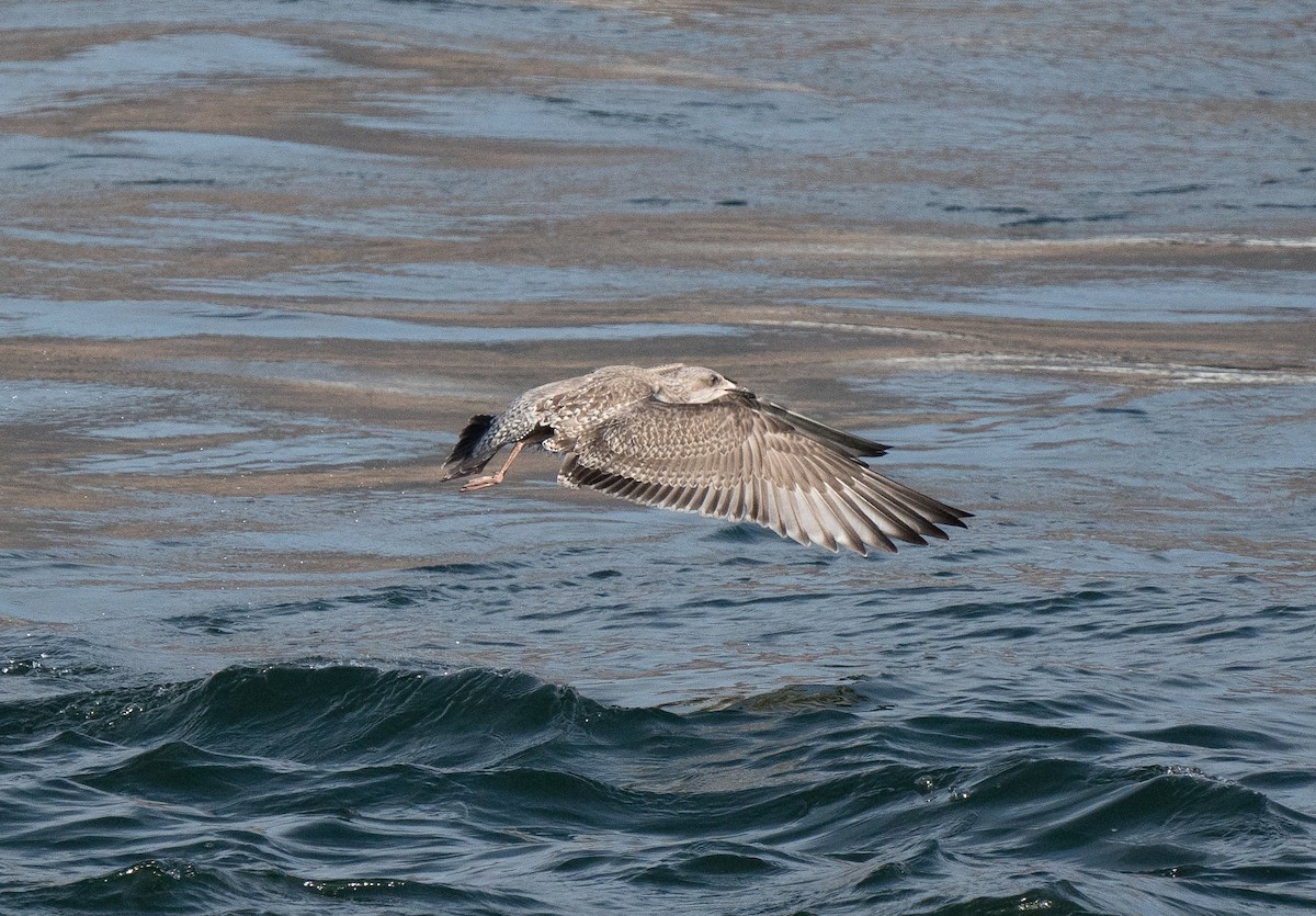 racek americký - ML644544632