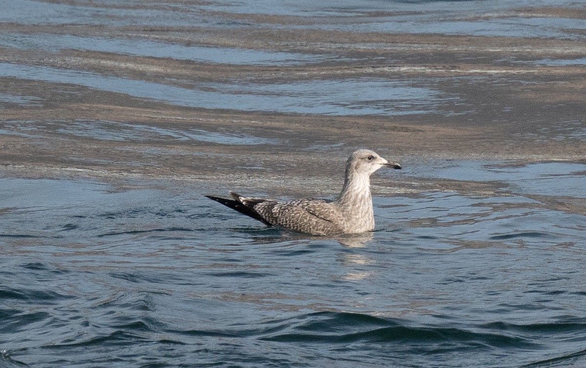 racek americký - ML644544633