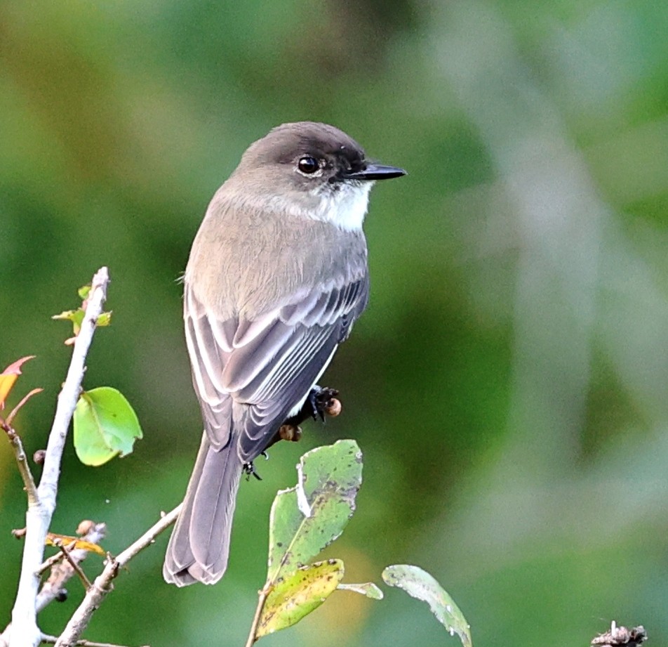 Mosquero Fibí - ML644544634