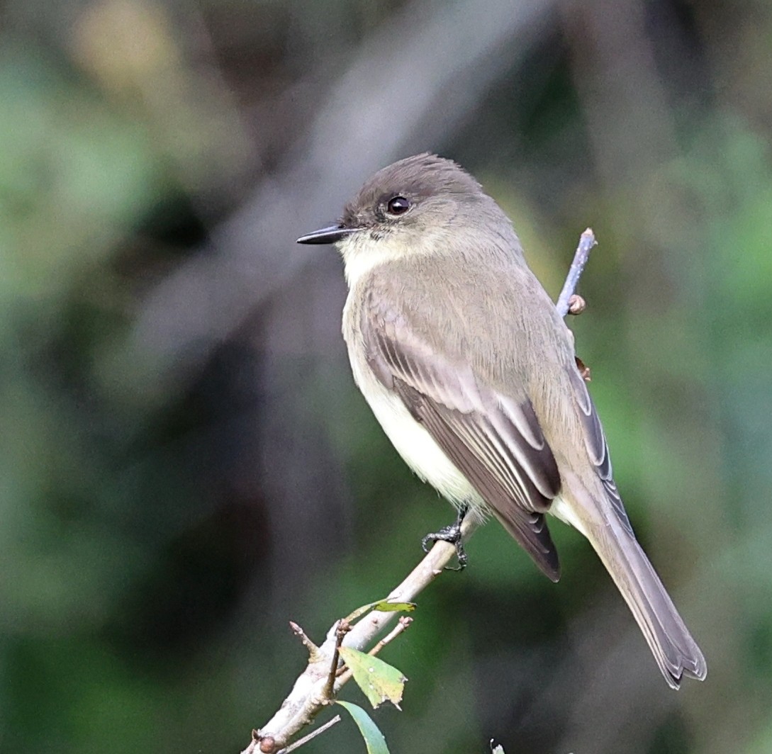 Mosquero Fibí - ML644544635