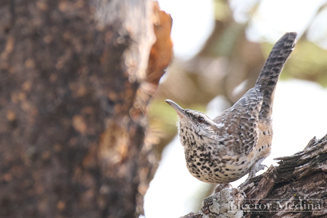 Cactus Wren - ML644544664