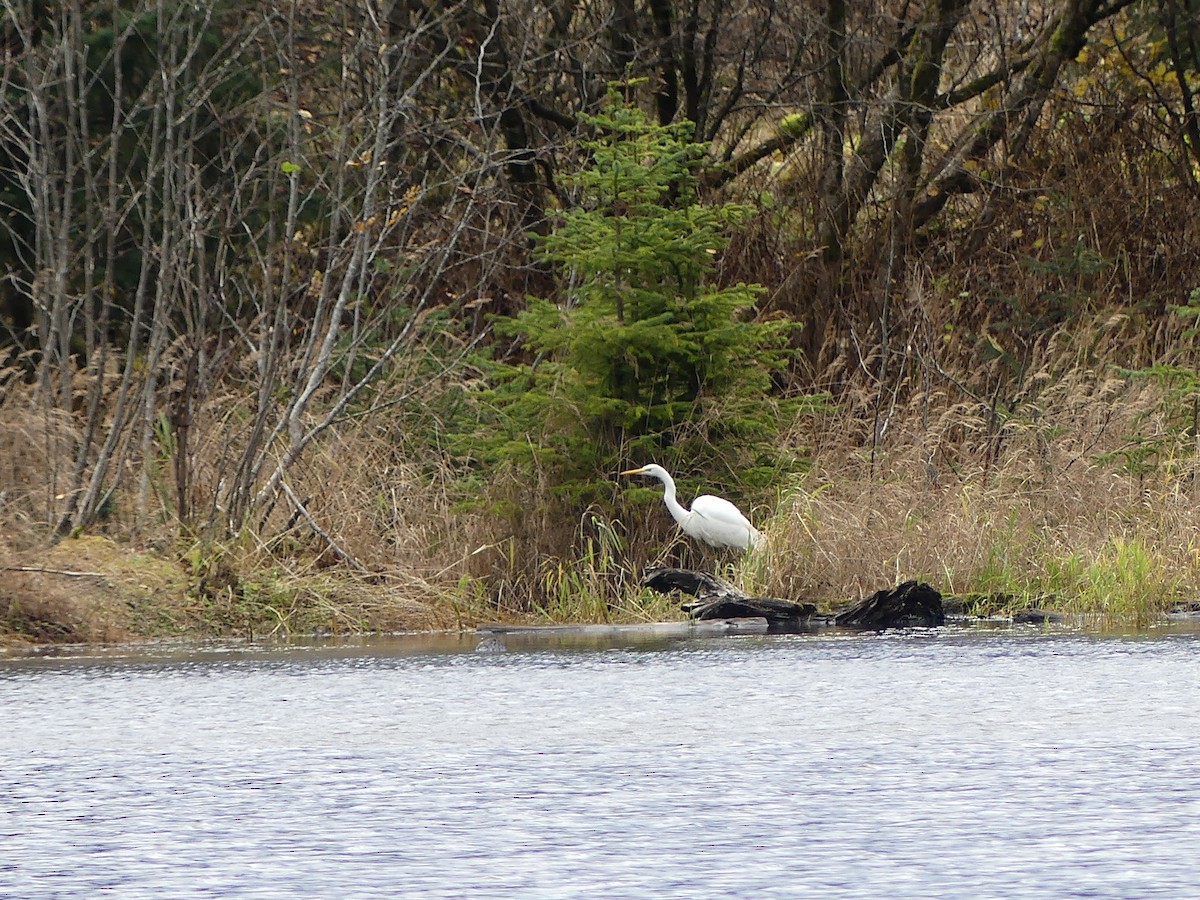 大白鷺 - ML644544665
