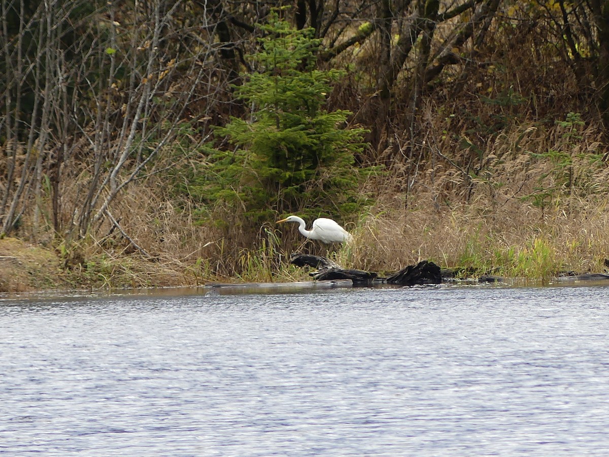 大白鷺 - ML644544666