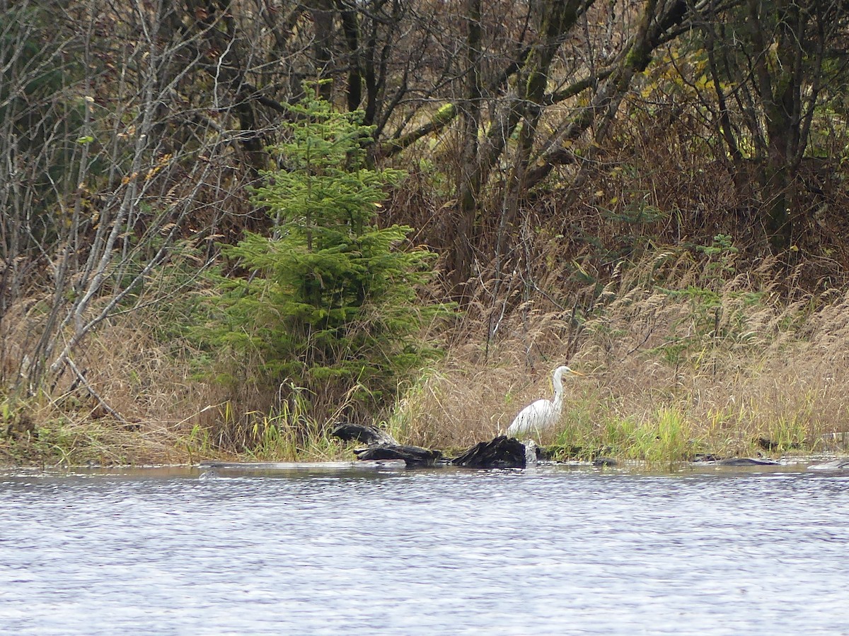 大白鷺 - ML644544667