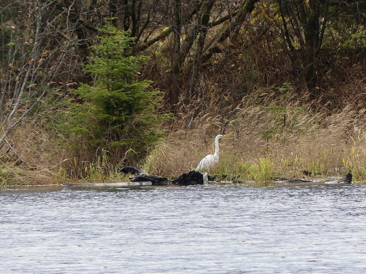 大白鷺 - ML644544668