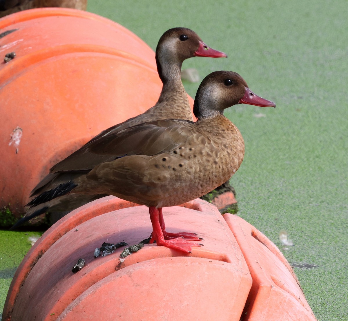 Brazilian Teal - ML644544672