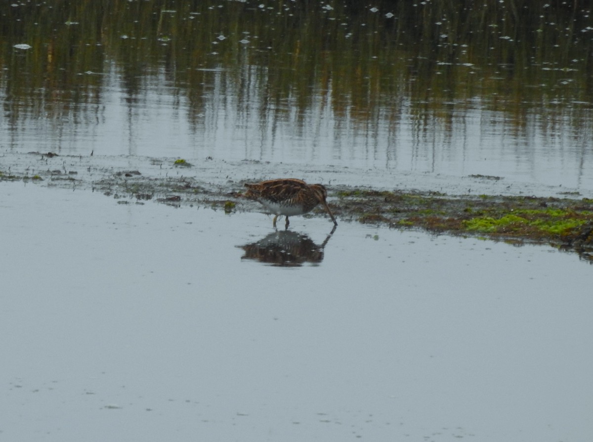 Agachadiza Común - ML644544674